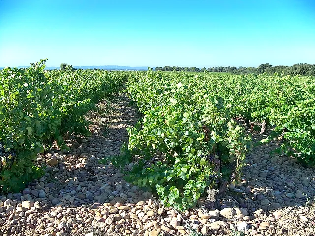 Filari di vite tra grossi ciottoli arrotondati a Châteauneuf-du-Pape, sotto un cielo blu
